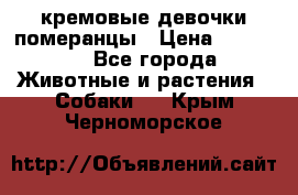 кремовые девочки померанцы › Цена ­ 30 000 - Все города Животные и растения » Собаки   . Крым,Черноморское